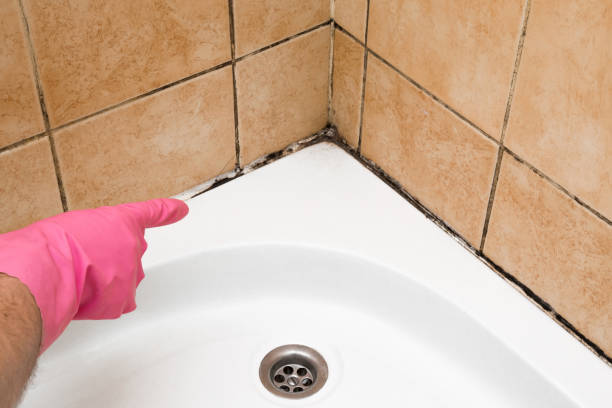 Best Mold Testing  in Silverthorne, CO